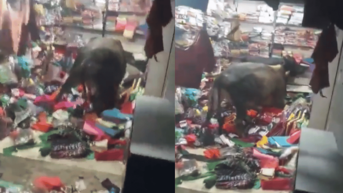 two-bulls-fiercely-fight-inside-saree-shop-internet-chooses-dark-humour-to-address-viral-video